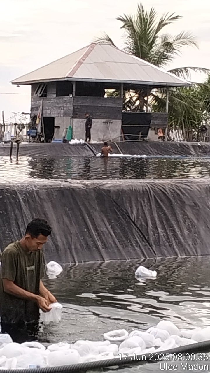 Ketahanan pangan tahun 2025 Budidaya udang Vaname