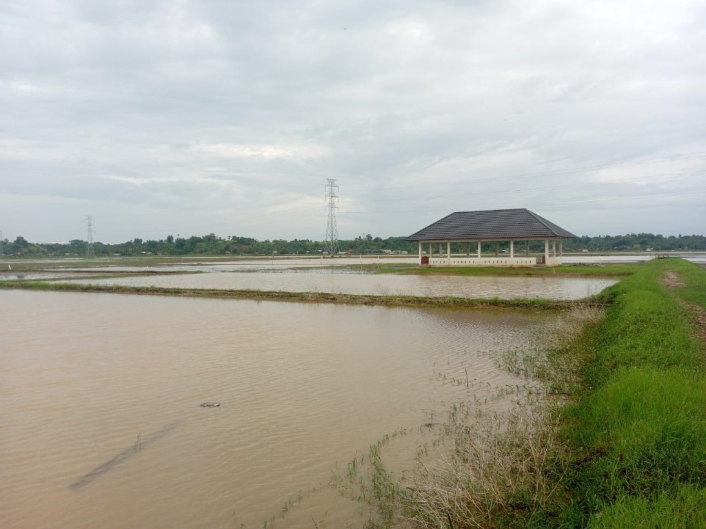  Sawah Bencana Banjir Hidrometeorologi 2025