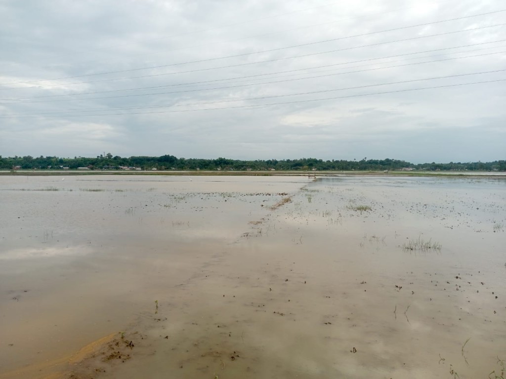  Sawah Bencana Banjir Hidrometeorologi 2025 Lumpur Setengah Meter